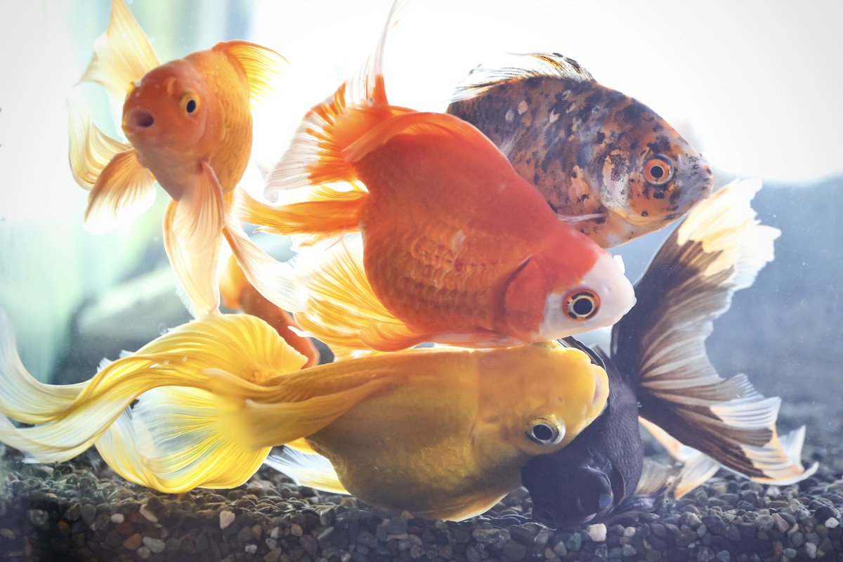 なんでこんなぎゅう詰めになってるの
#金魚