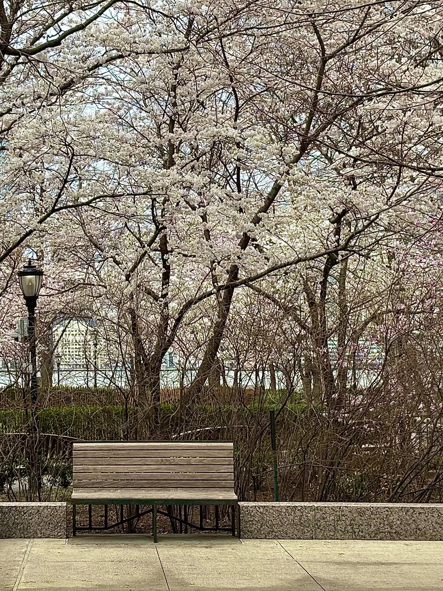 ˗ˏˋᄅᆼᆿᆼ( *´ސު`*) ₊˚⊹🔆🫧 tweet media