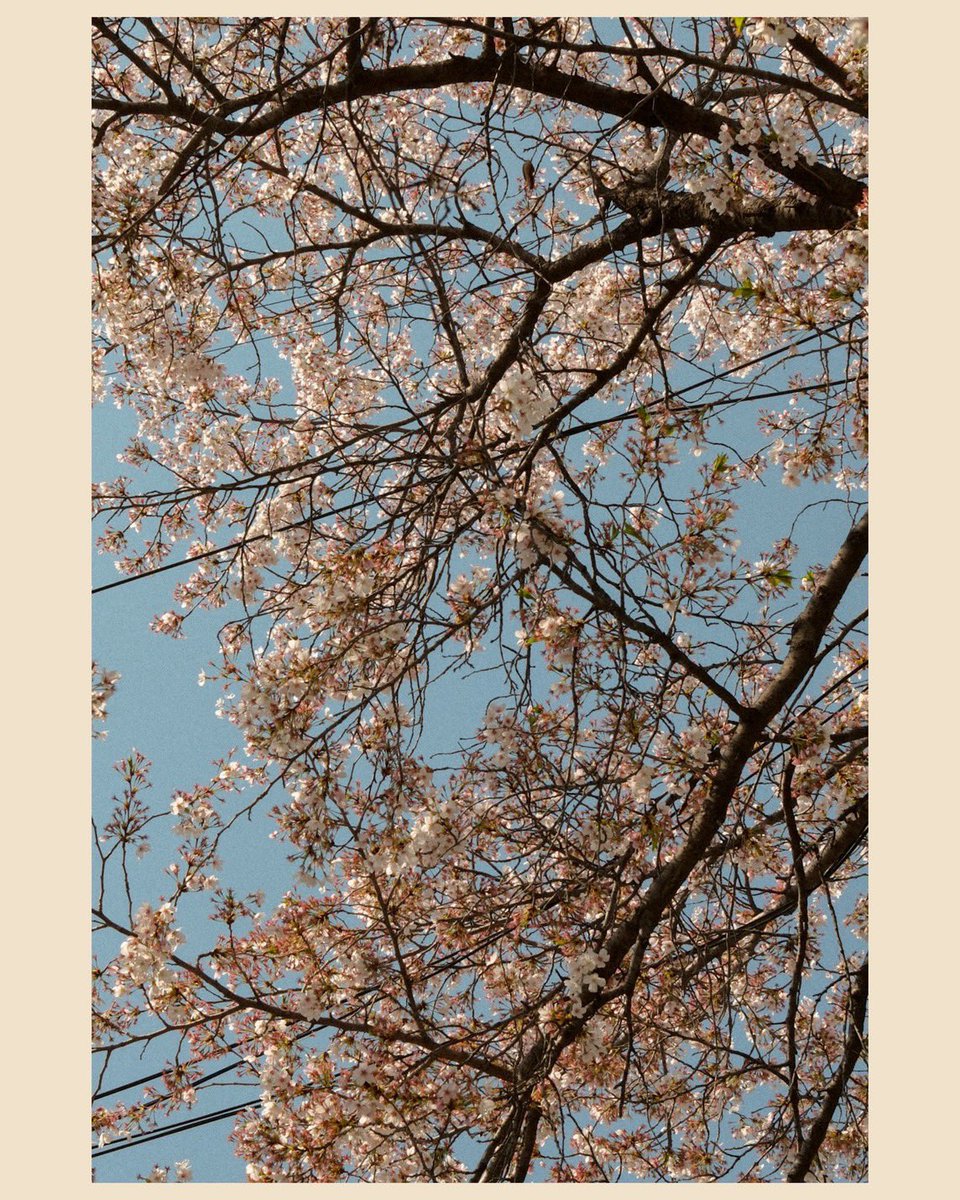 ˗ˏˋᄅᆼᆿᆼ( *´ސު`*) ₊˚⊹🔆🫧 tweet media