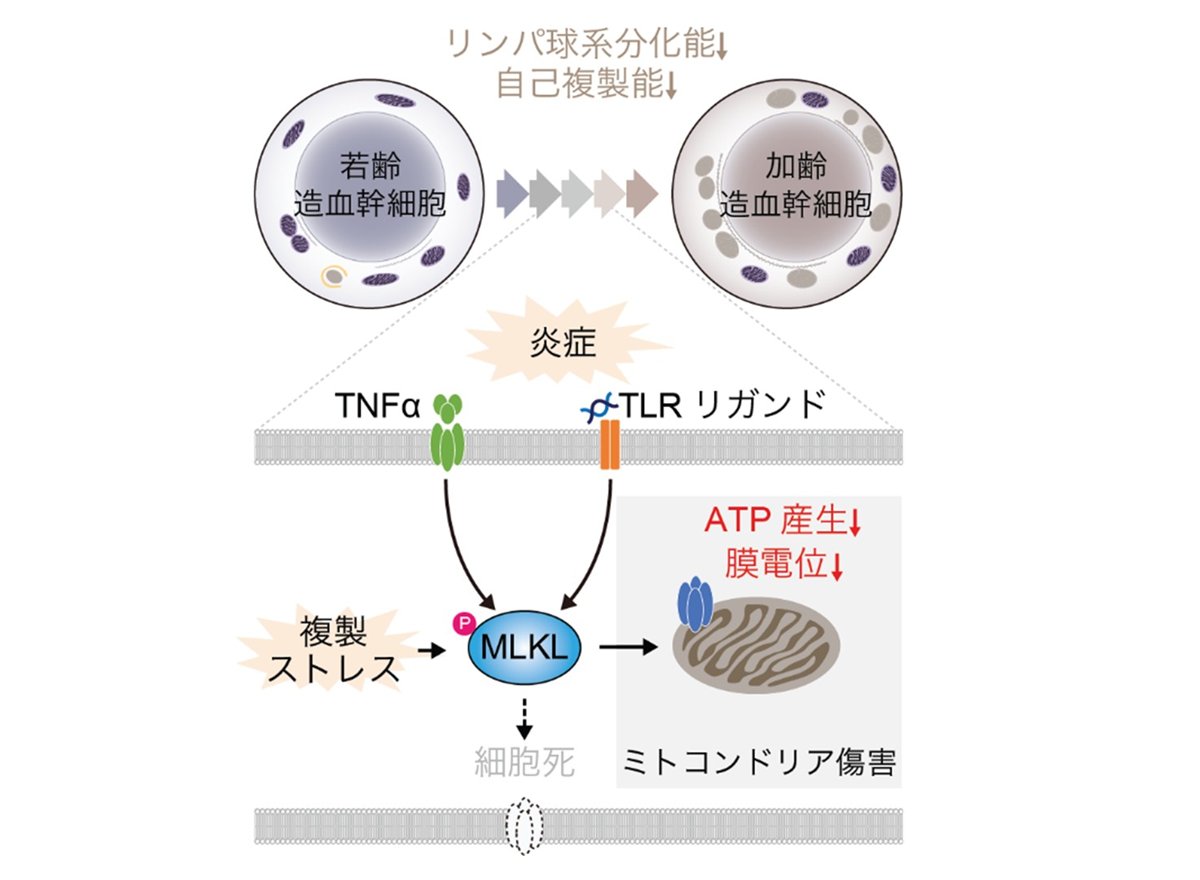東京大学医科学研究所 tweet media