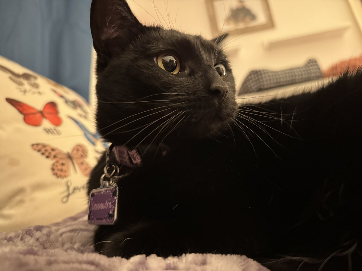 cassandra the cat ⏾ tweet media