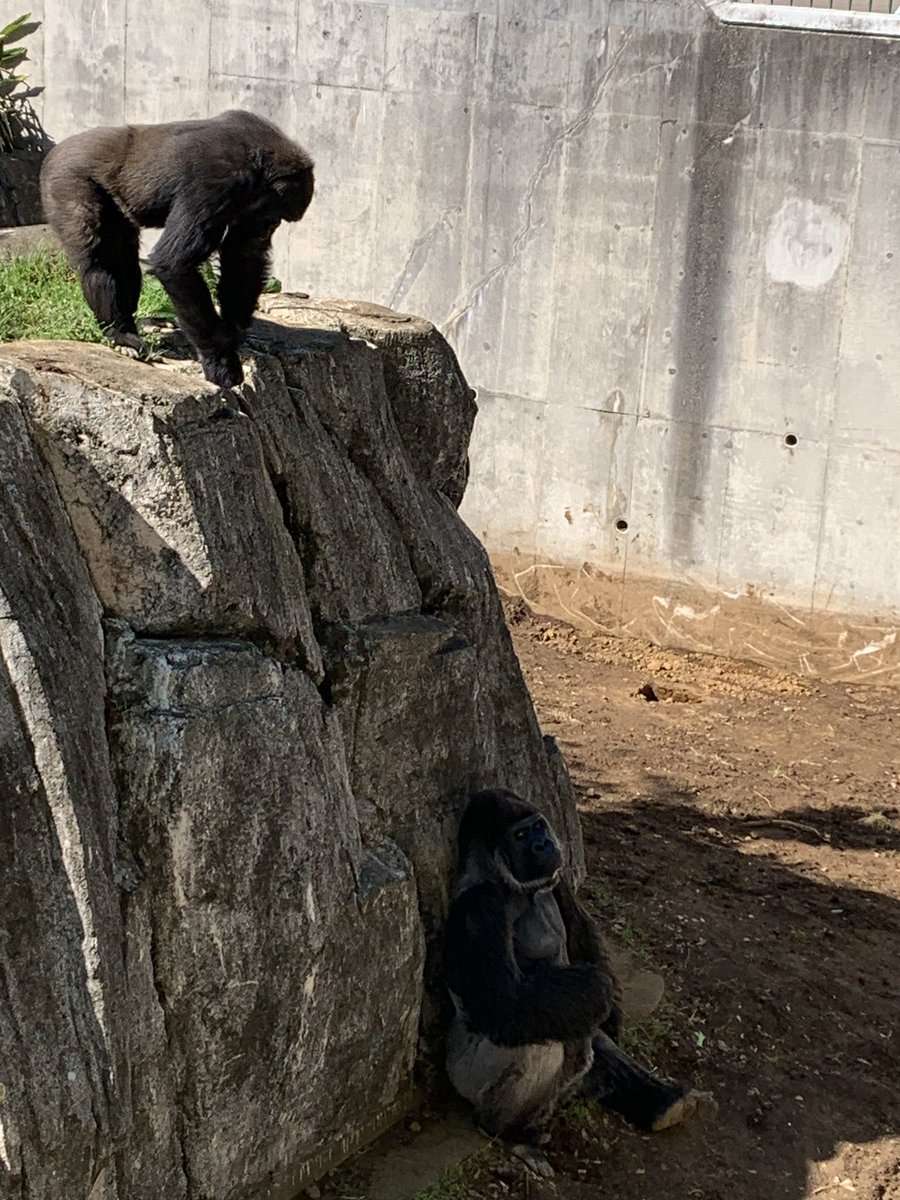 千葉市動物公園【公式】 tweet media