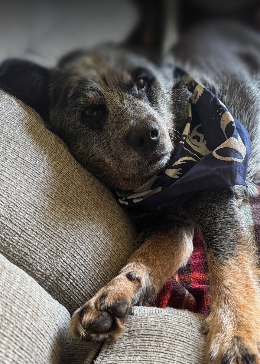 Research Prevails tweet media