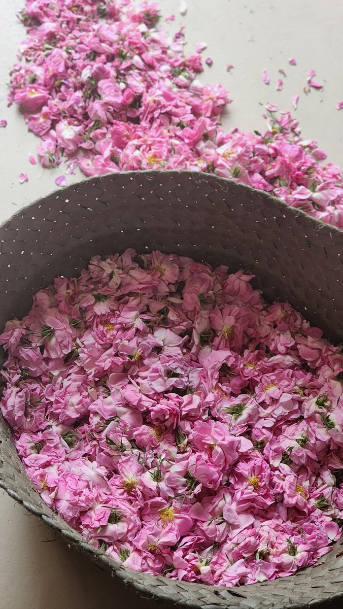 رمزي الهُذلي tweet media