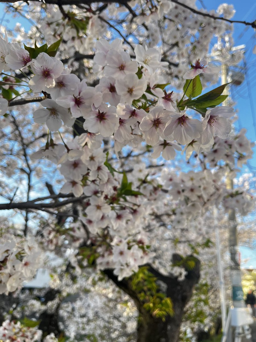 urarog_secret's tweet photo. 放置しすぎたら 桜の季節に

暖かく晴天なお昼間🌸 https://t.co/dy1BFbg5zk