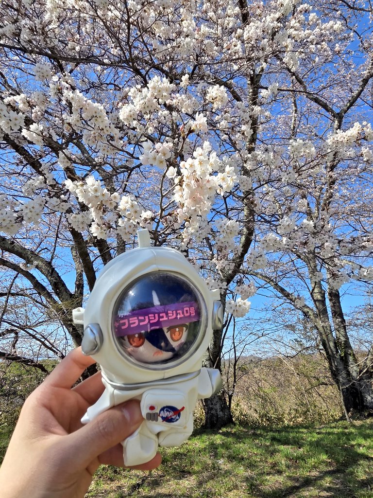 マシュー tweet media