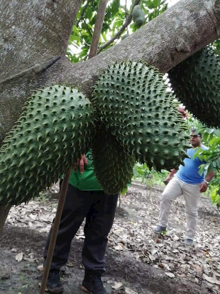 Thanh Tuấn Lê | Nature tweet media