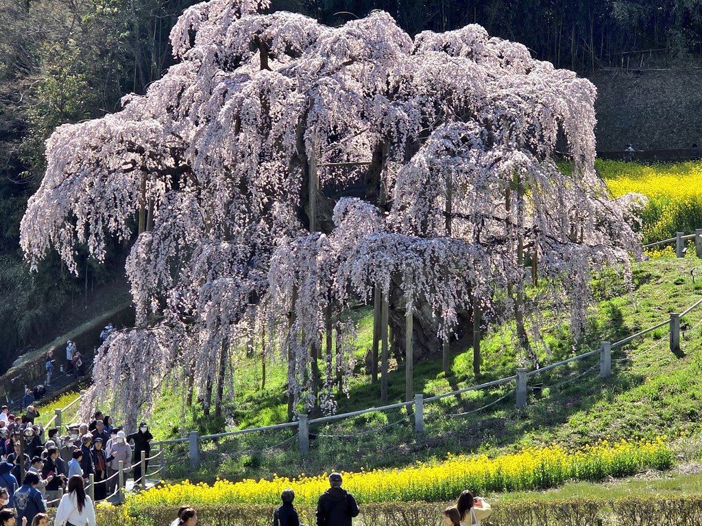 マシュー tweet media