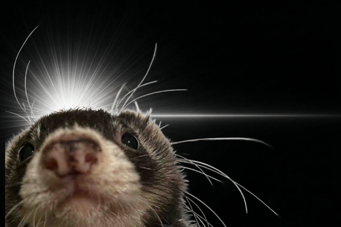 きなちょ🪴🜸 tweet media