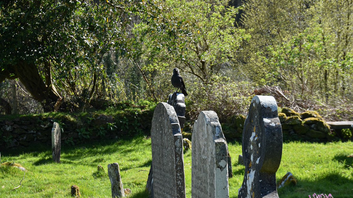 leTDMen80ans's tweet photo. [#mercrediMenagerie]
Quand un corbeau perché sur une stèle vous regarde d'un drôle d'air, ça rajoute du lugubre à l'atmosphère du site monastique de #Glendalough, en #Irlande. ⚰️
A voir sur le blog :
👉https://t.co/gYzhvczWCU 

🇮🇪
#voyage #cimetière #tombes #Wicklow #opw https://t.co/BmQrhcsgsG
