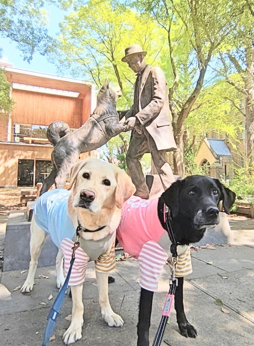 犬と歩けば＿Stone River tweet media