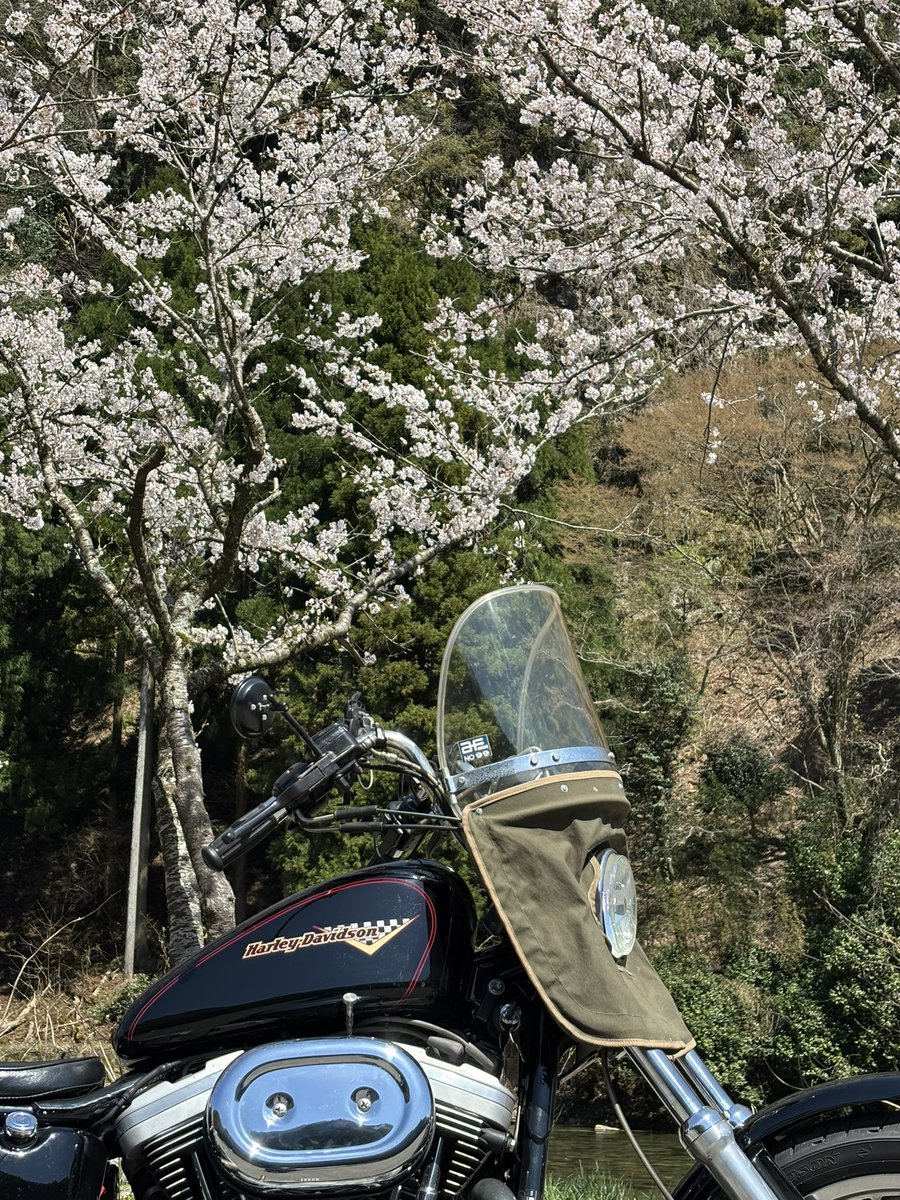 fumihito44's tweet photo. 花粉に負けずに‼️
#スポーツスター1200s
#若桜駅
#桜 https://t.co/WEZumcdJqF