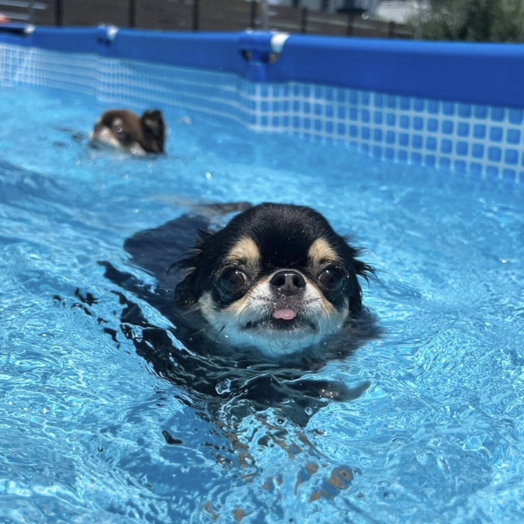S2_D_214's tweet photo. 안와와🏊🏻‍♂️ https://t.co/j4EVMgdZKz