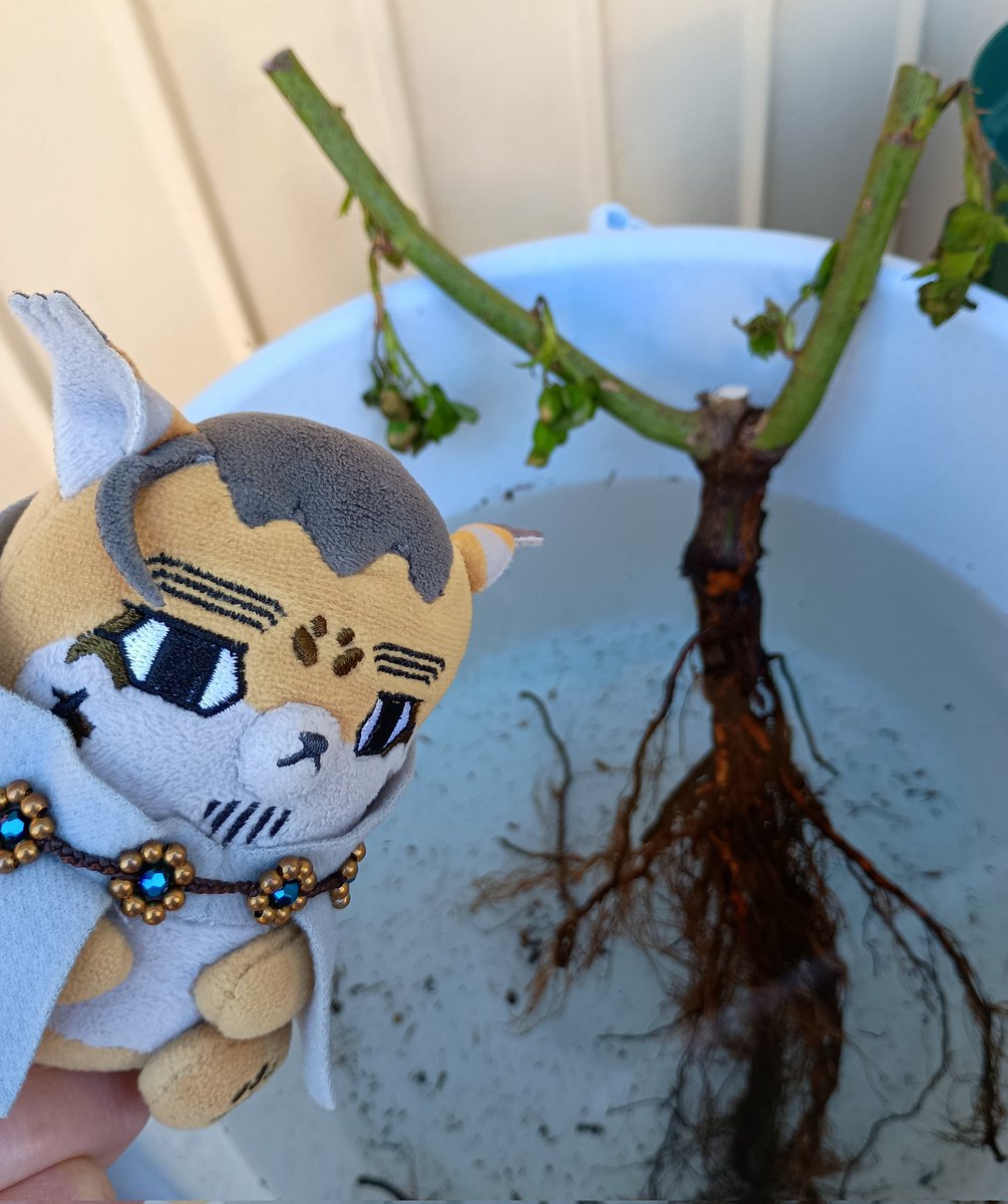 躑躅蜜 tweet media