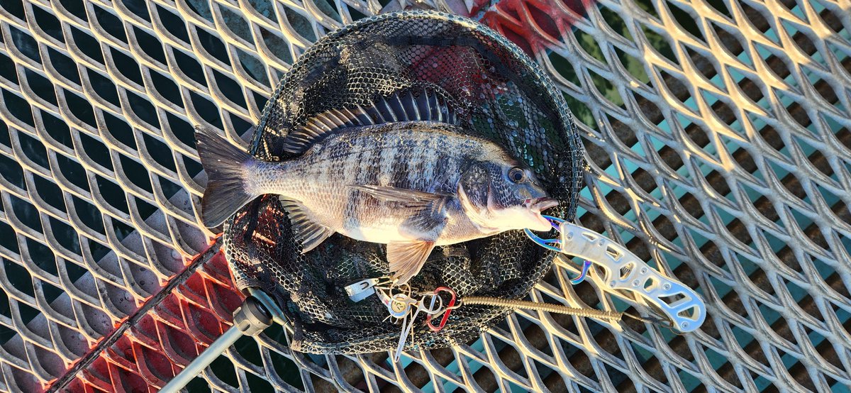 nozohei2's tweet photo. 今年初釣りは本牧🎣
朝一でポンポンと二枚ゲットのみで、その後は全くアタリ無し😅
全然行かなくなっちゃったけど、やっぱり釣り楽しいねぇ🎣
#黒鯛 #チヌ #本牧海釣り施設 https://t.co/trv4OoZI9A