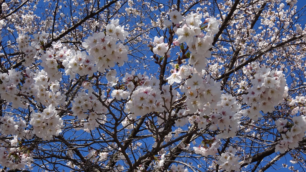 茅野市運動公園の桜が咲いています🌸
ようやく春の訪れを感じますね！
満開まではもう少し。お散歩ついでに、少しずつ花開く様子を楽しむのもいいですね😊
ぜひ足を運んでみてください！
#茅野市 #茅野市運動公園 #桜 #開花状況 #信州の春 #長野県 #八ヶ岳