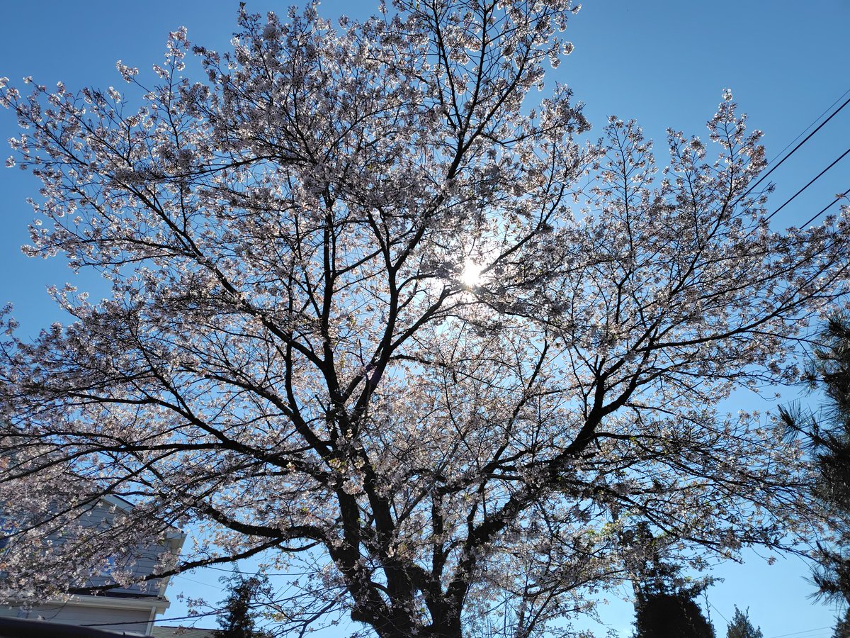 ヒデボー tweet media