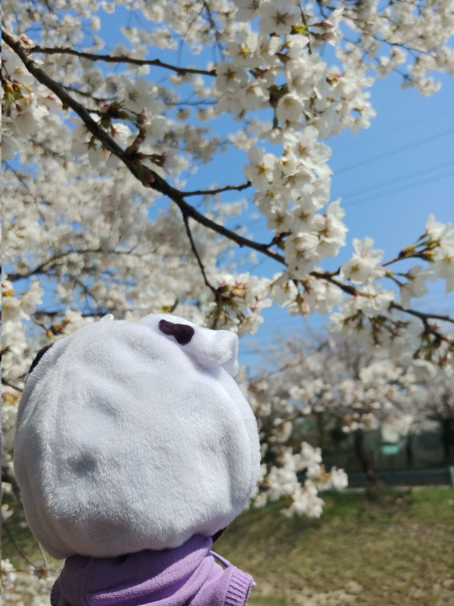 🌲코락 tweet media