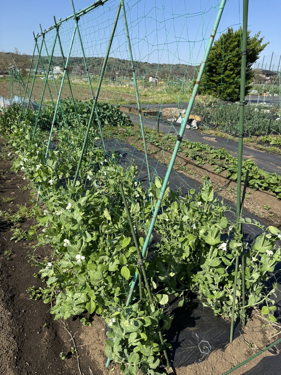 がんもです(・ω・) tweet media