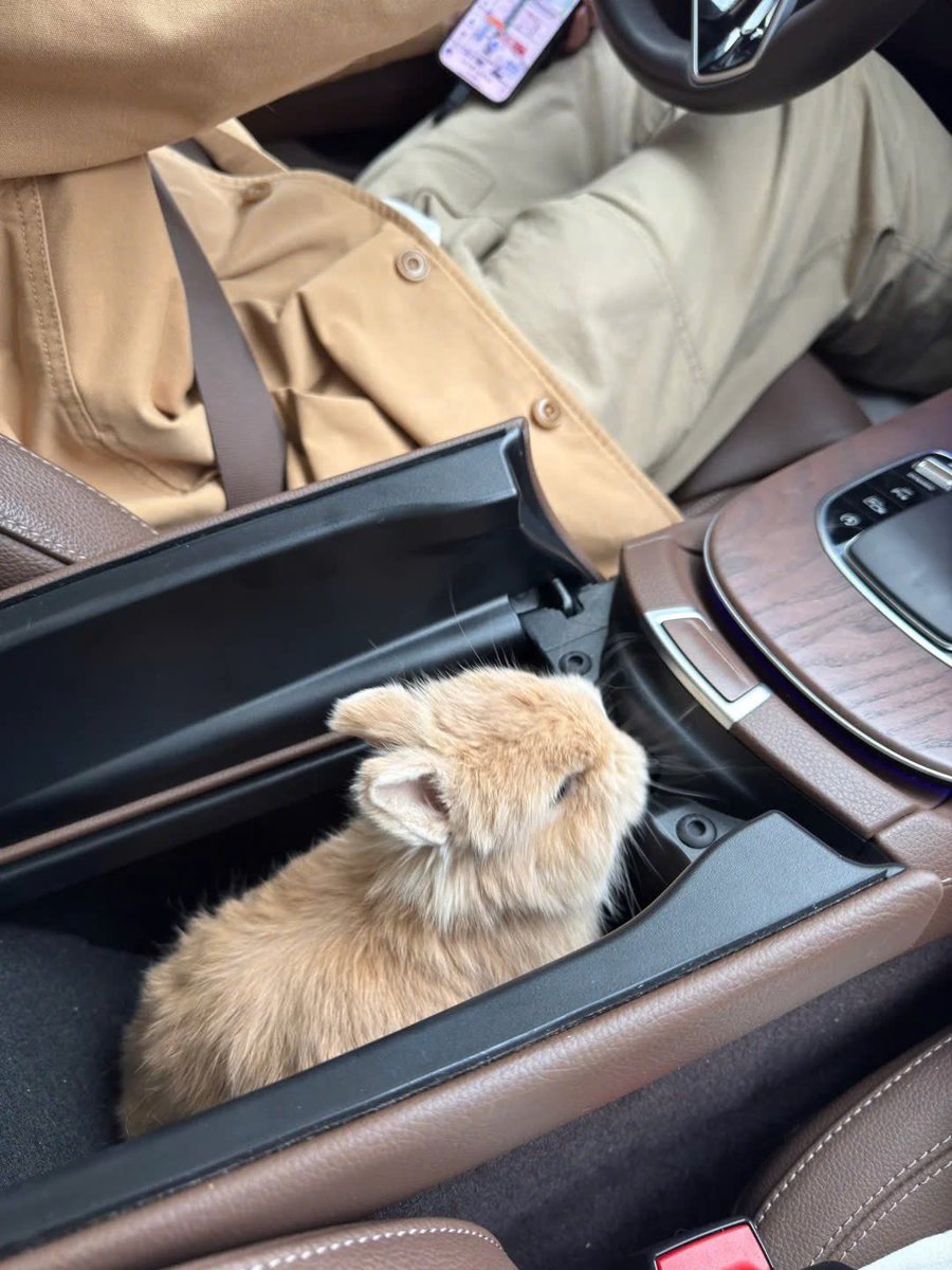 Why you should have a rabbit tweet media