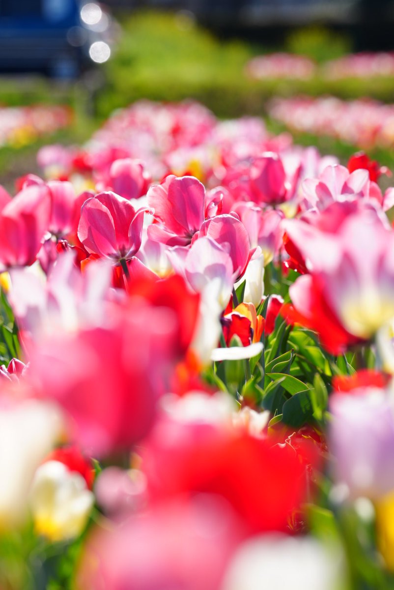 だんだん🍡 tweet media