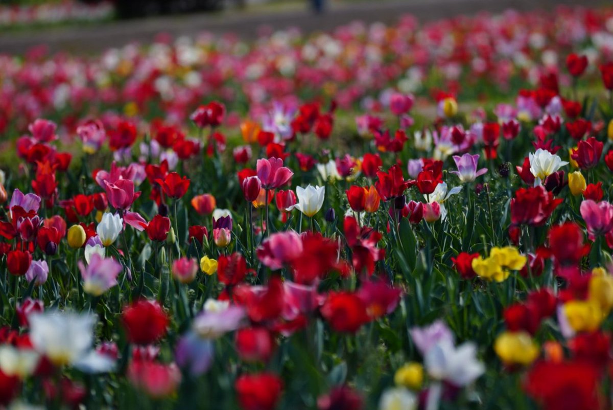 だんだん🍡 tweet media