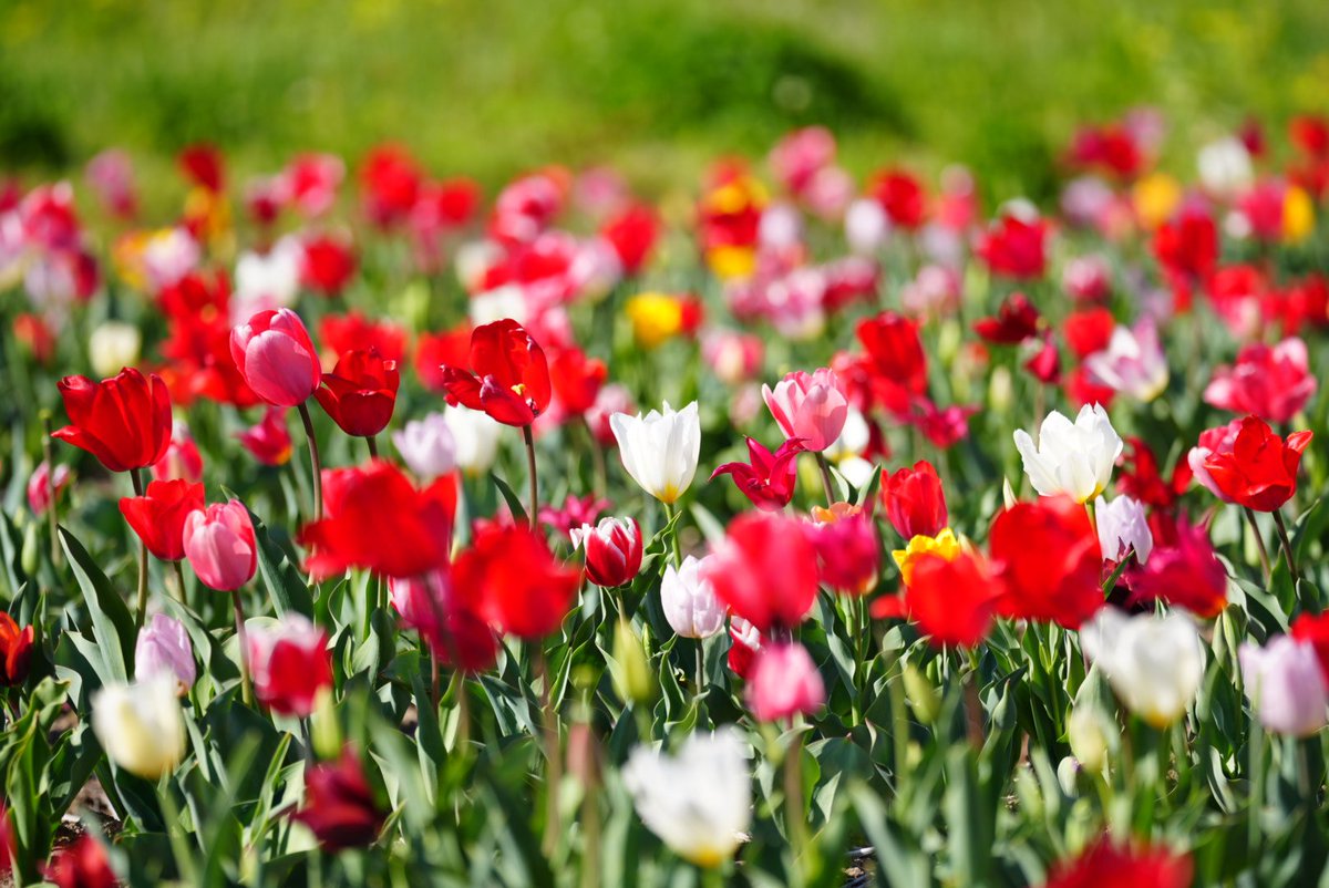 だんだん🍡 tweet media