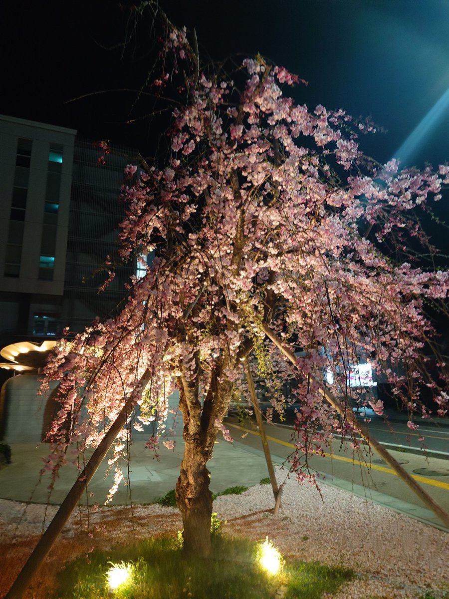 ダンキチ👓️🎯📸🎣🗻 tweet media