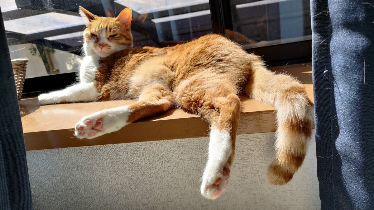 APirateInJapan's tweet photo. @catsareblessing His name is Chris too!? That's like my orange boy! https://t.co/KhiGcCE8fP