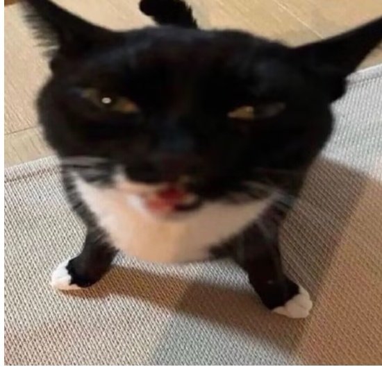 🐰cococat tweet media