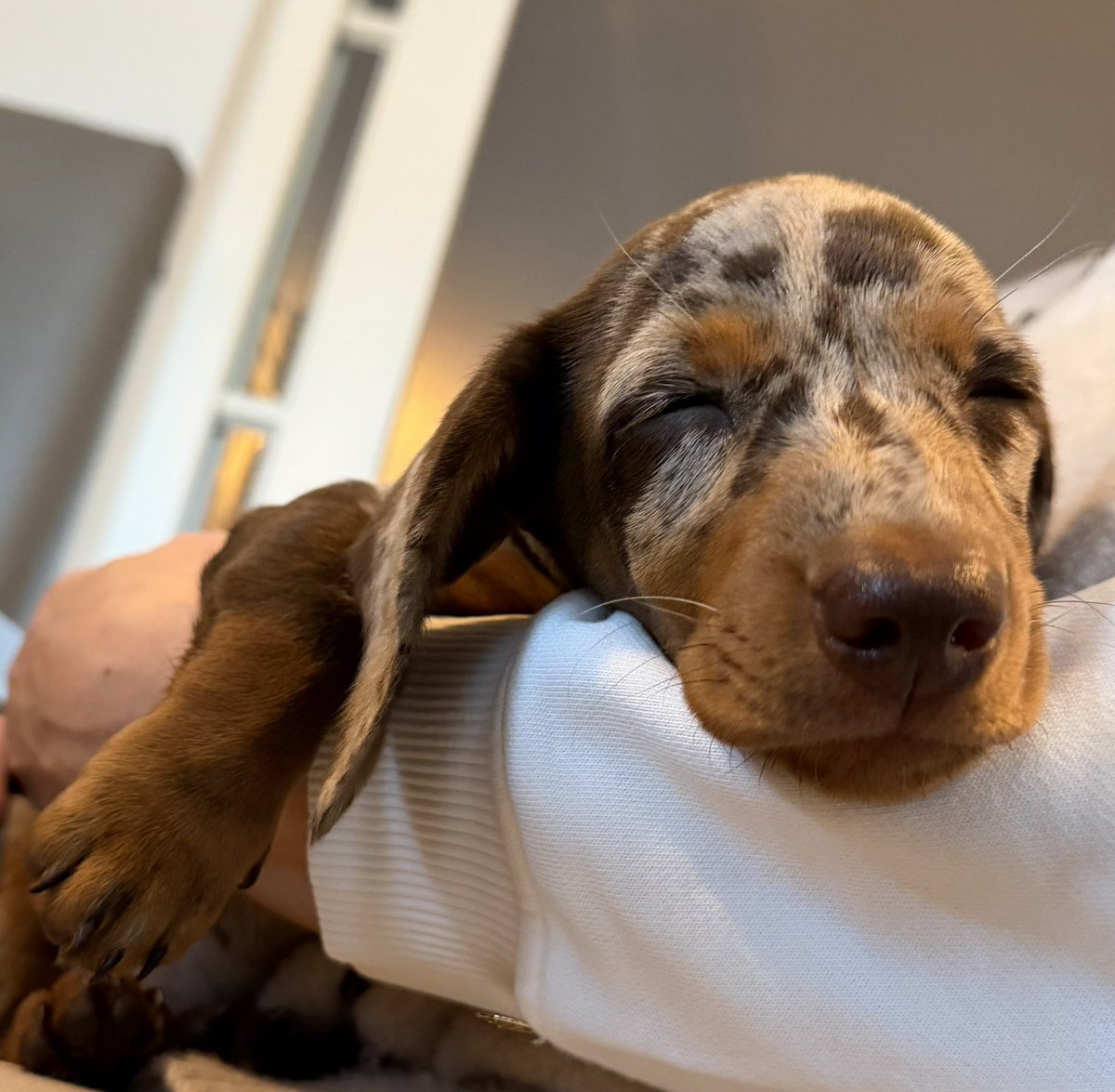 Peter ter Horst tweet media