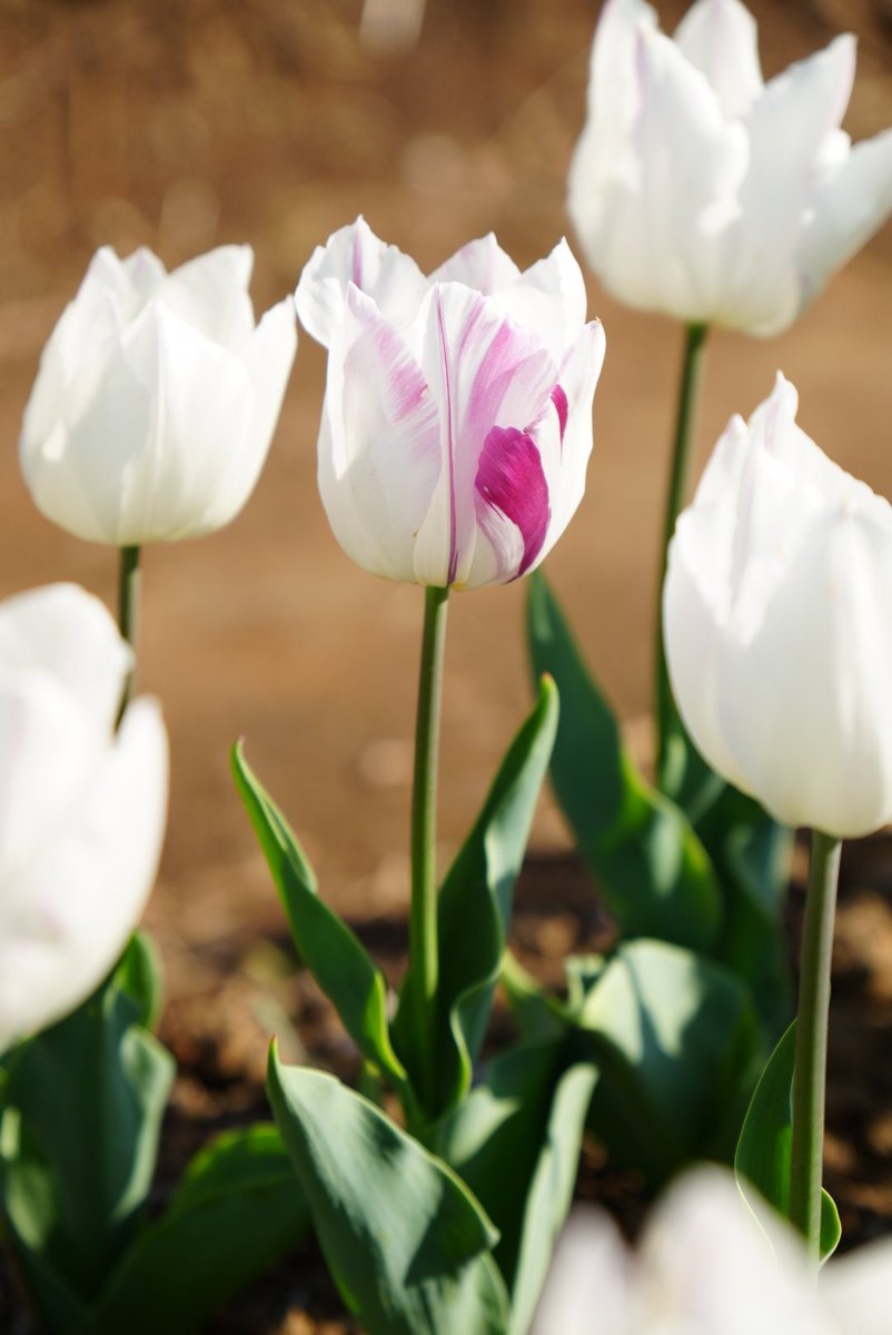 だんだん🍡 tweet media