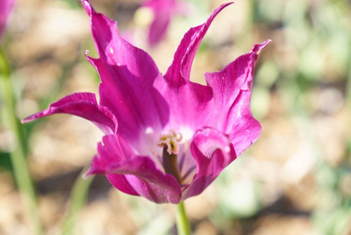 だんだん🍡 tweet media