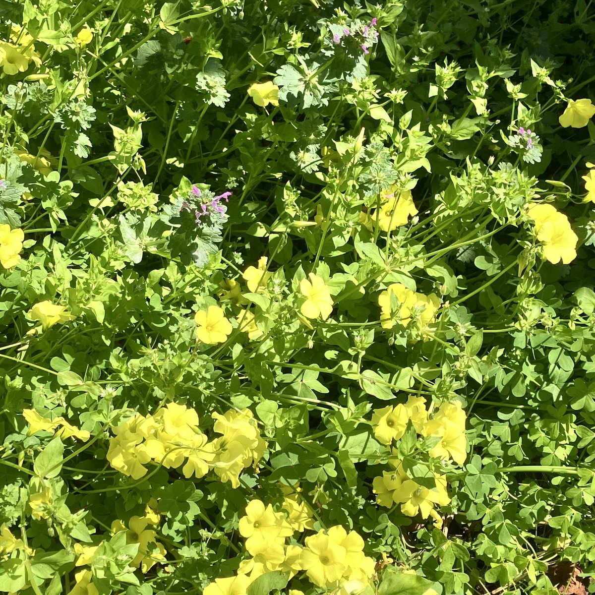 Sally_812's tweet image. #backyard 1️⃣