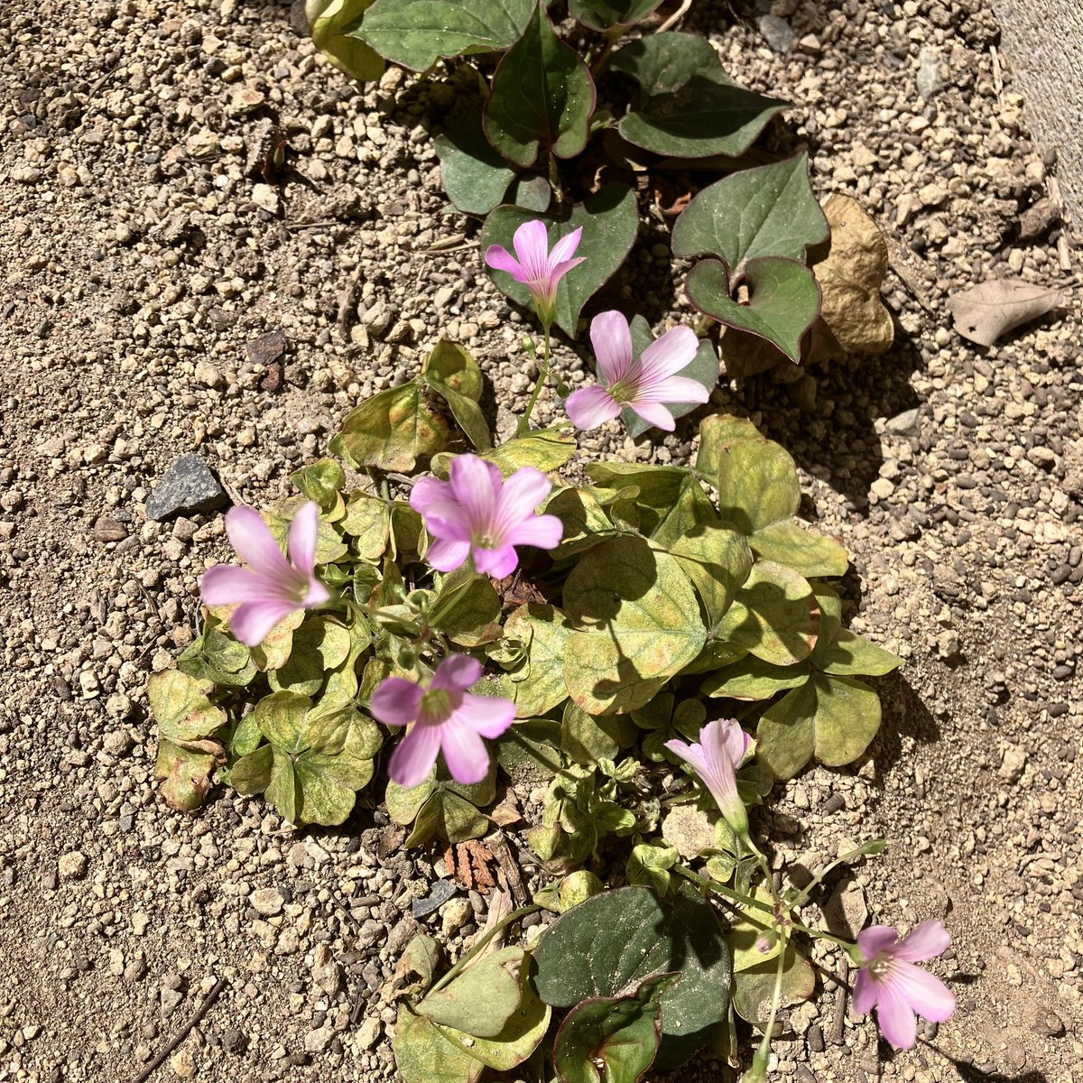 Sally_812's tweet image. #backyard 1️⃣