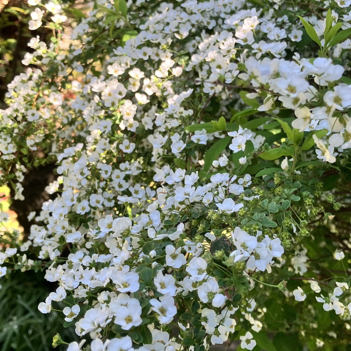 Sally_812's tweet image. #backyard 1️⃣