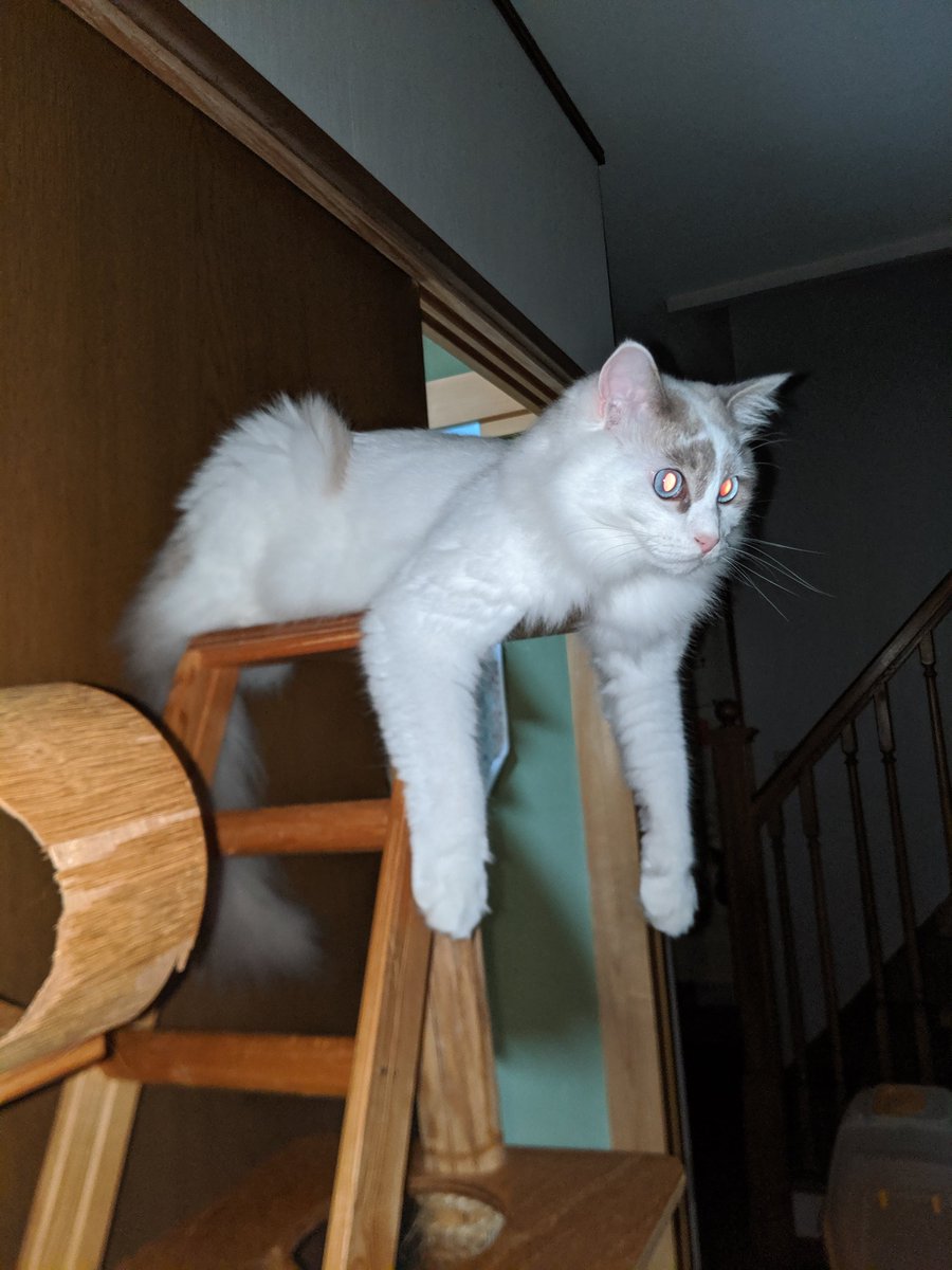 クロノス tweet media