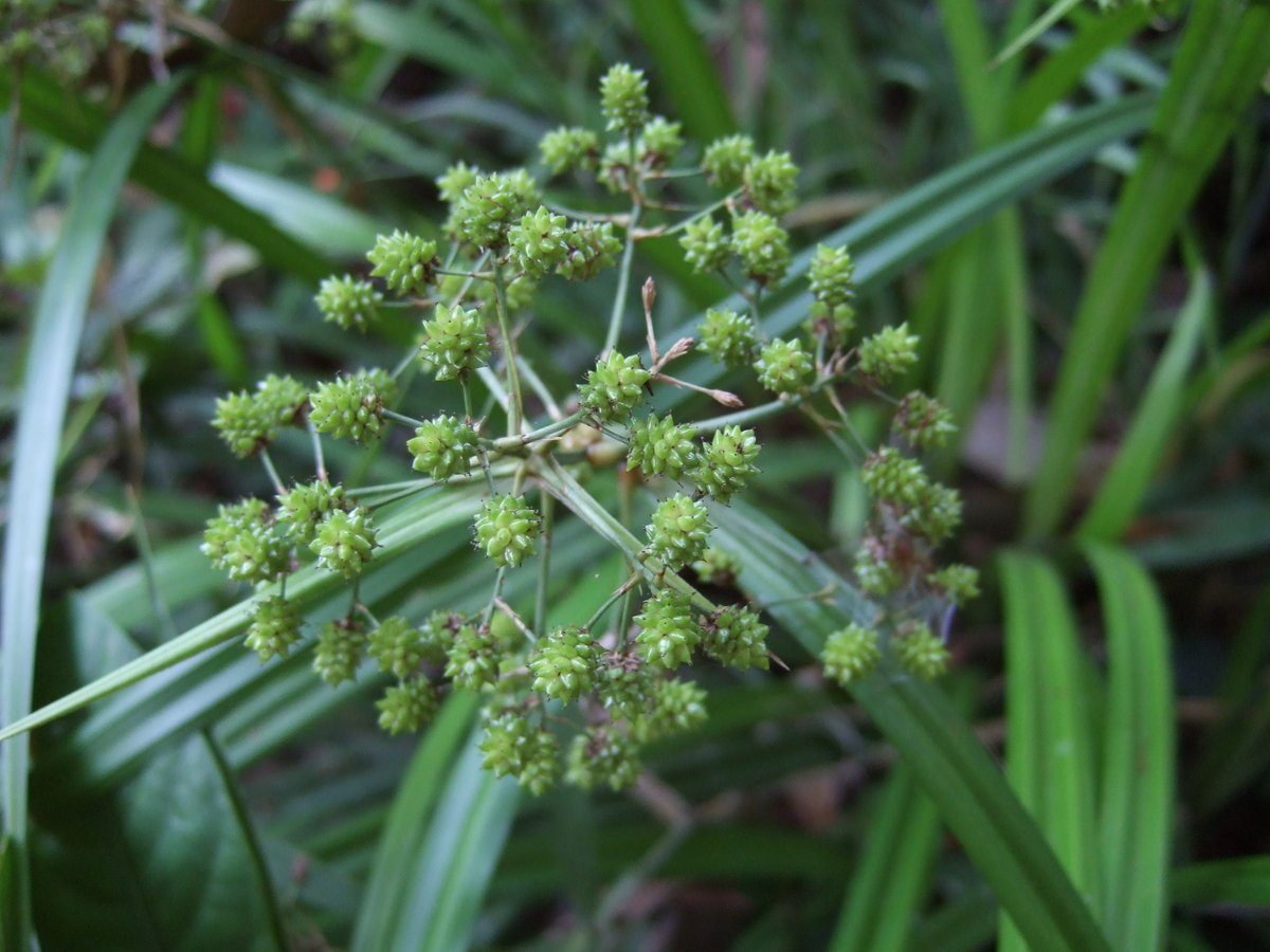 Tomoki SANDO tweet media