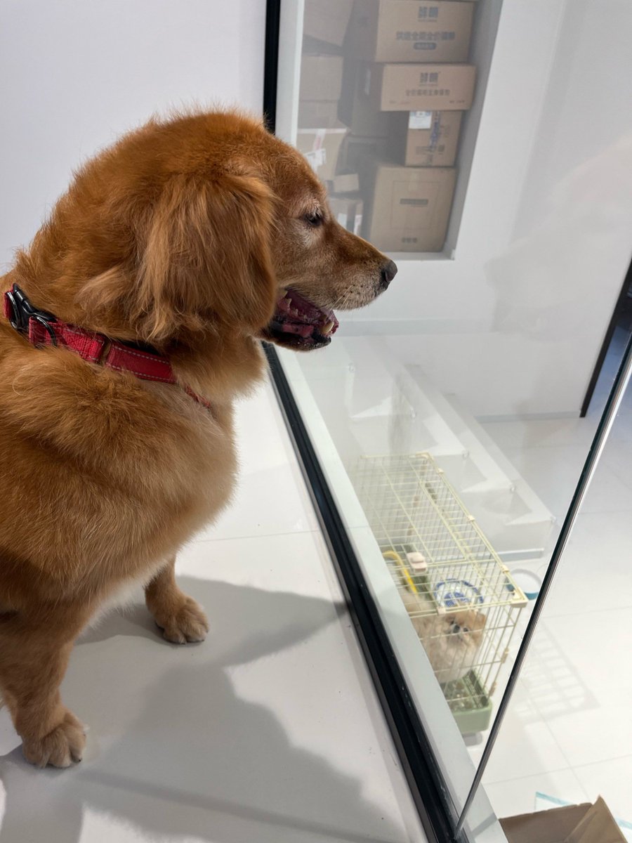 Gryphon Customs tweet media