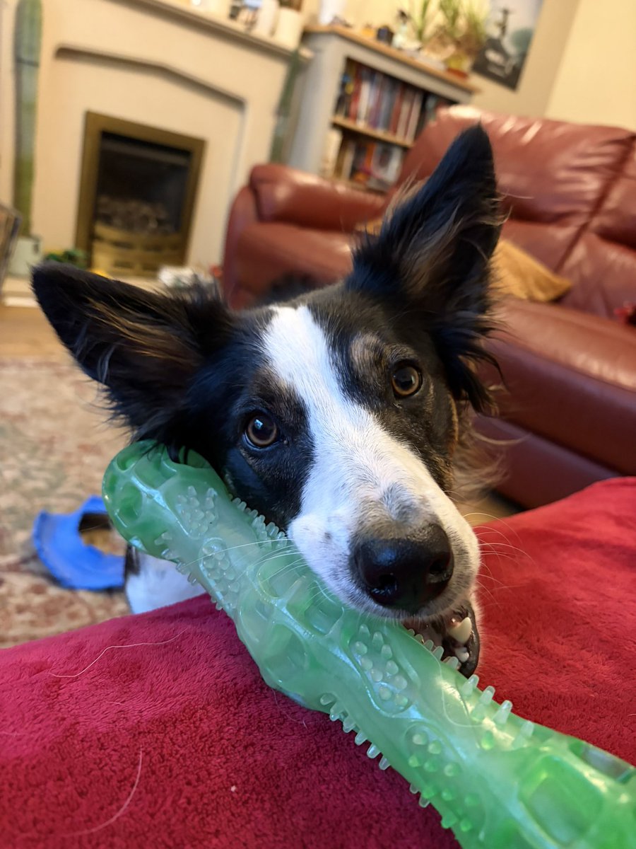 Puppy Bess and Auntie Kes tweet media