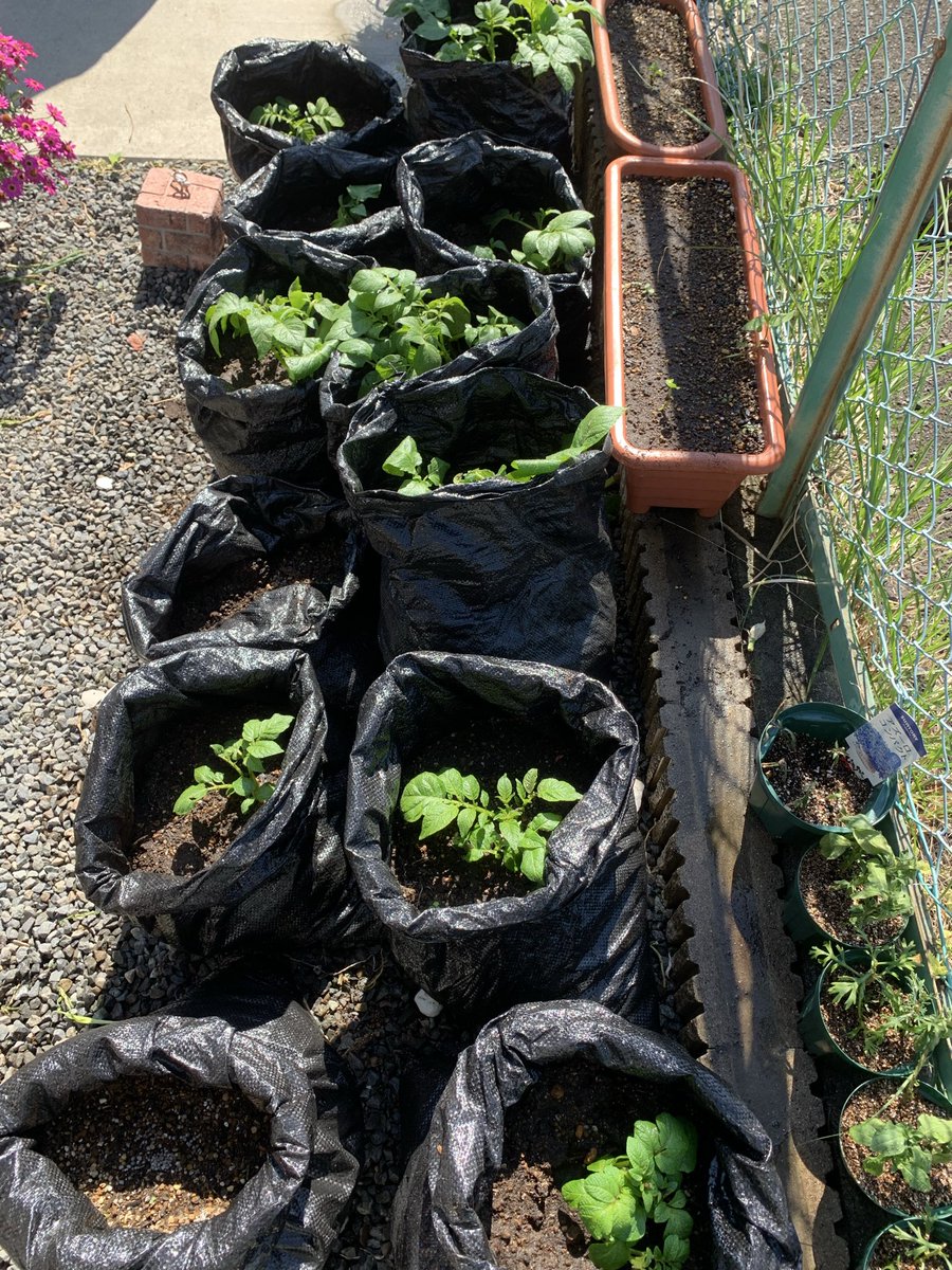 EkDOo7asQH96907's tweet photo. 土嚢袋の方は順調

マルチ深植えしすぎたかな？　湿気で腐ったかな？ https://t.co/1ppX3hiNzA