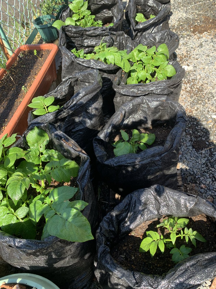 EkDOo7asQH96907's tweet photo. 土嚢袋の方は順調

マルチ深植えしすぎたかな？　湿気で腐ったかな？ https://t.co/1ppX3hiNzA