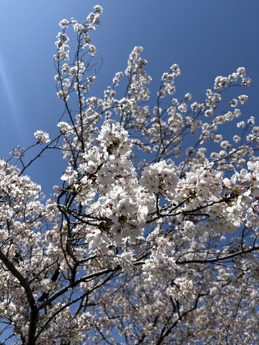 きんとき tweet media