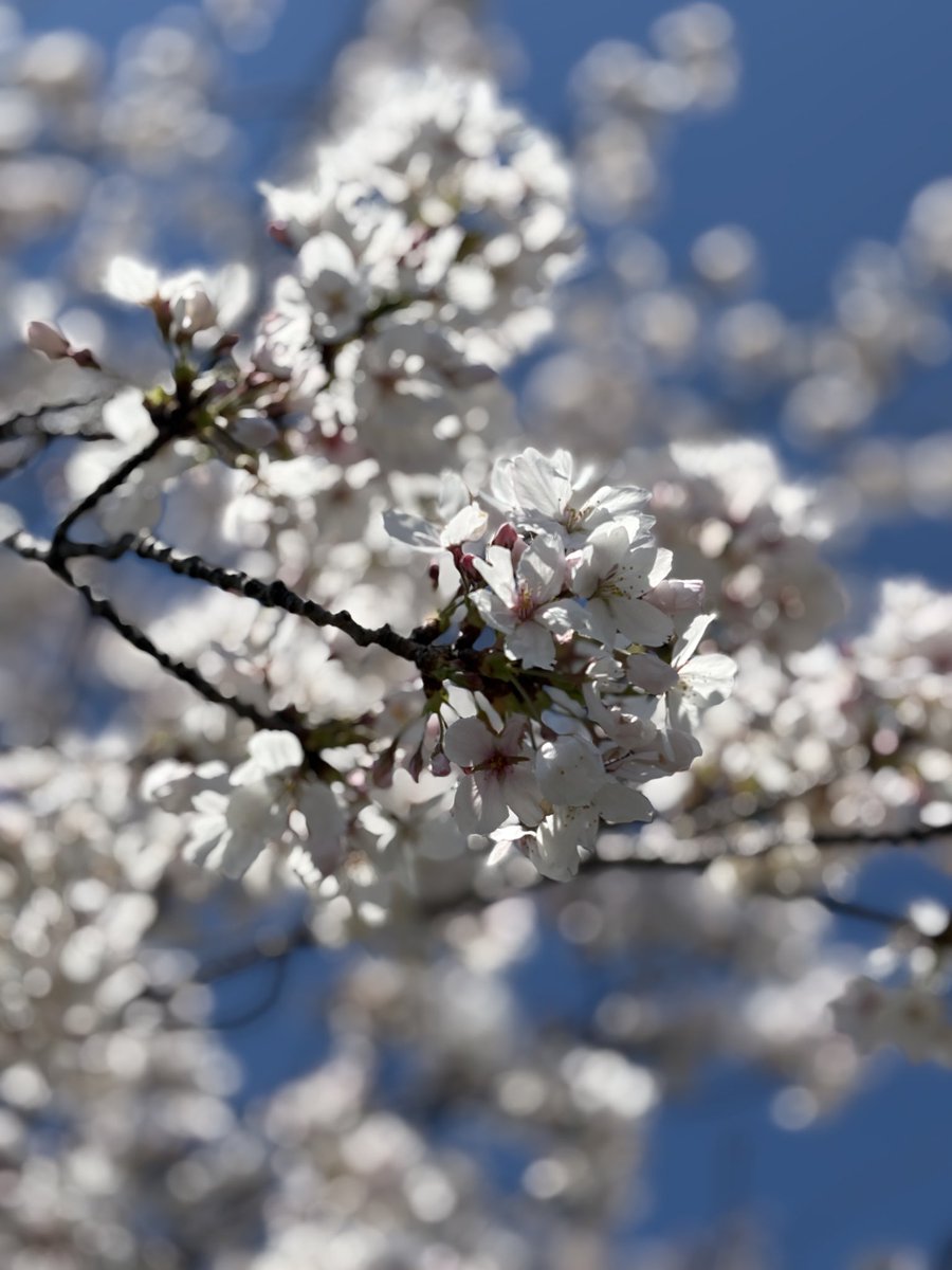 きんとき tweet media