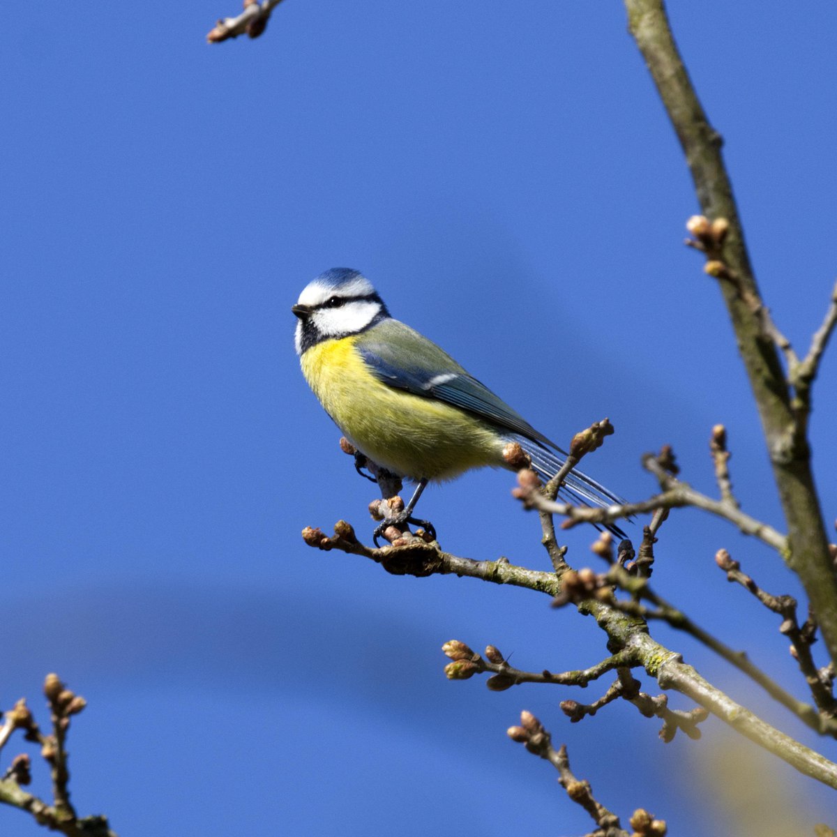 meganuni1 tweet media