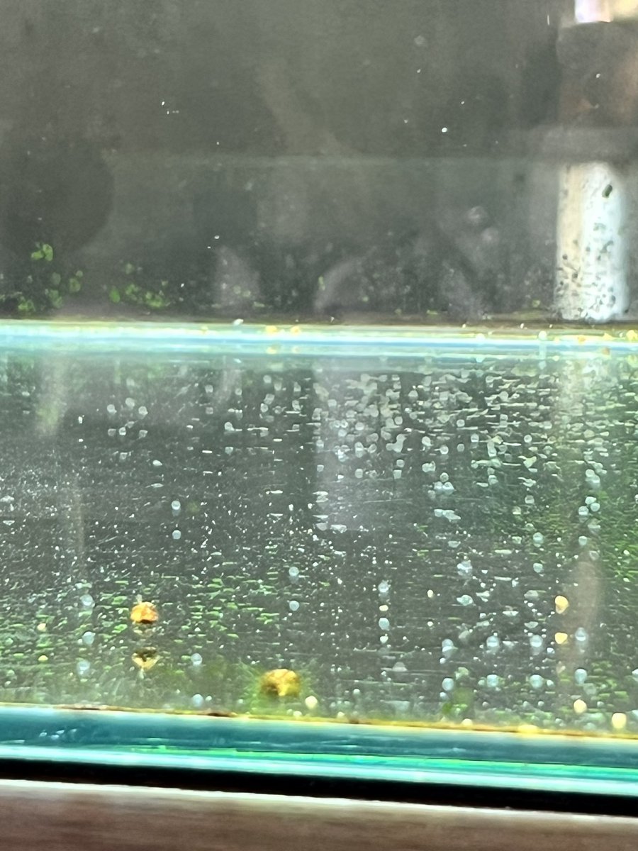 ぴのもる🐴 tweet media