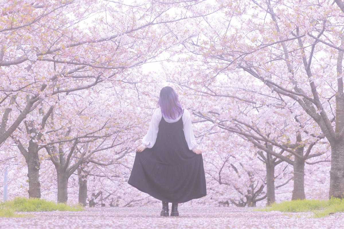01_RaKo_13's tweet photo. また来年が楽しみ🌸

📸→ https://t.co/ZgBQgvTAKs https://t.co/eqSWpu5LX6