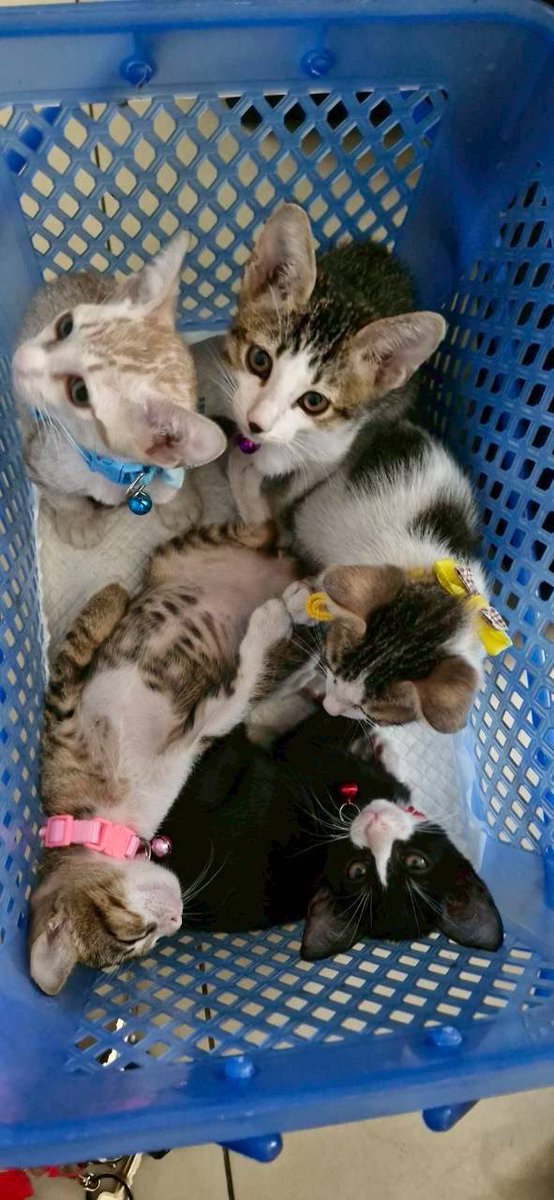 หาบ้านให้แมว 🐈 tweet media