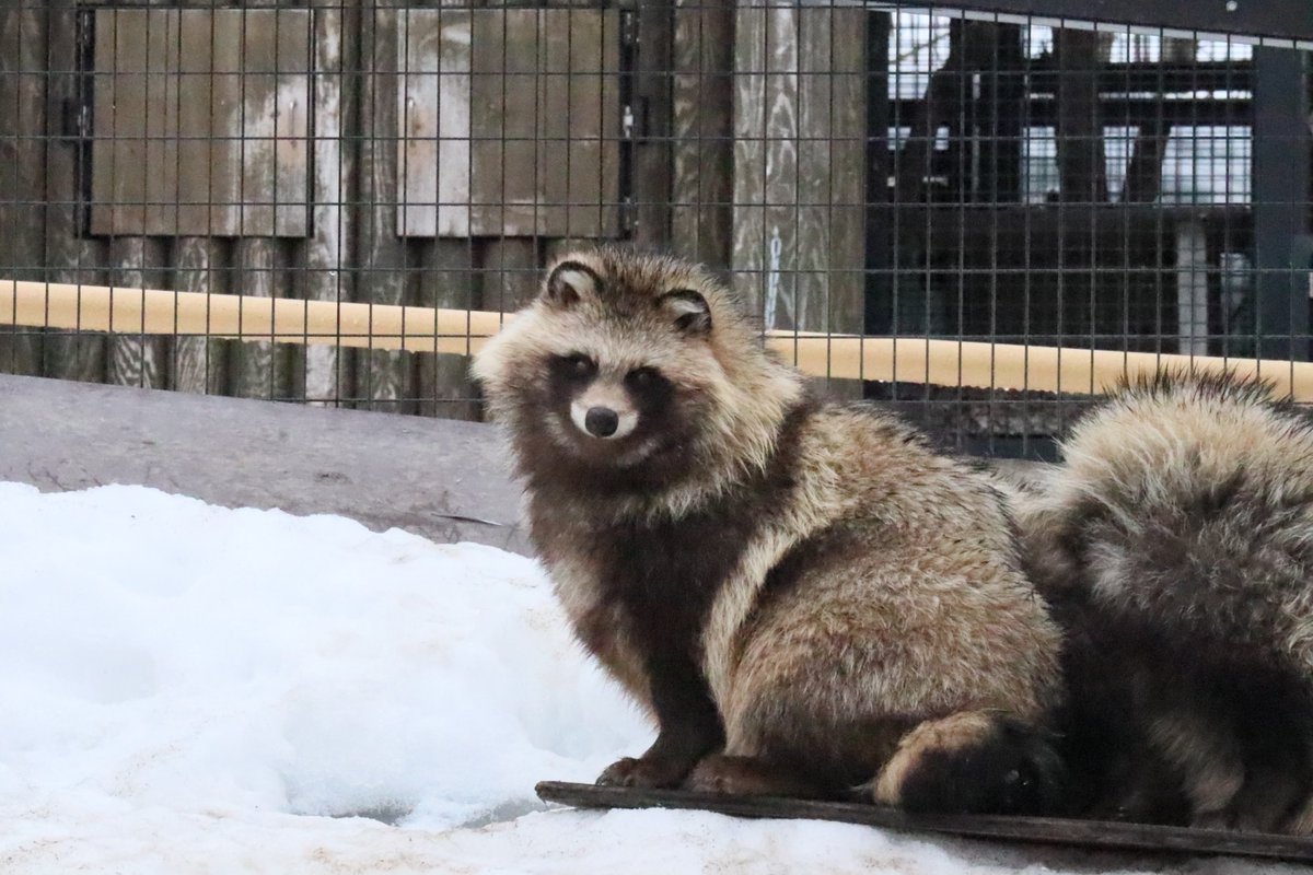 たぬさわ tweet media