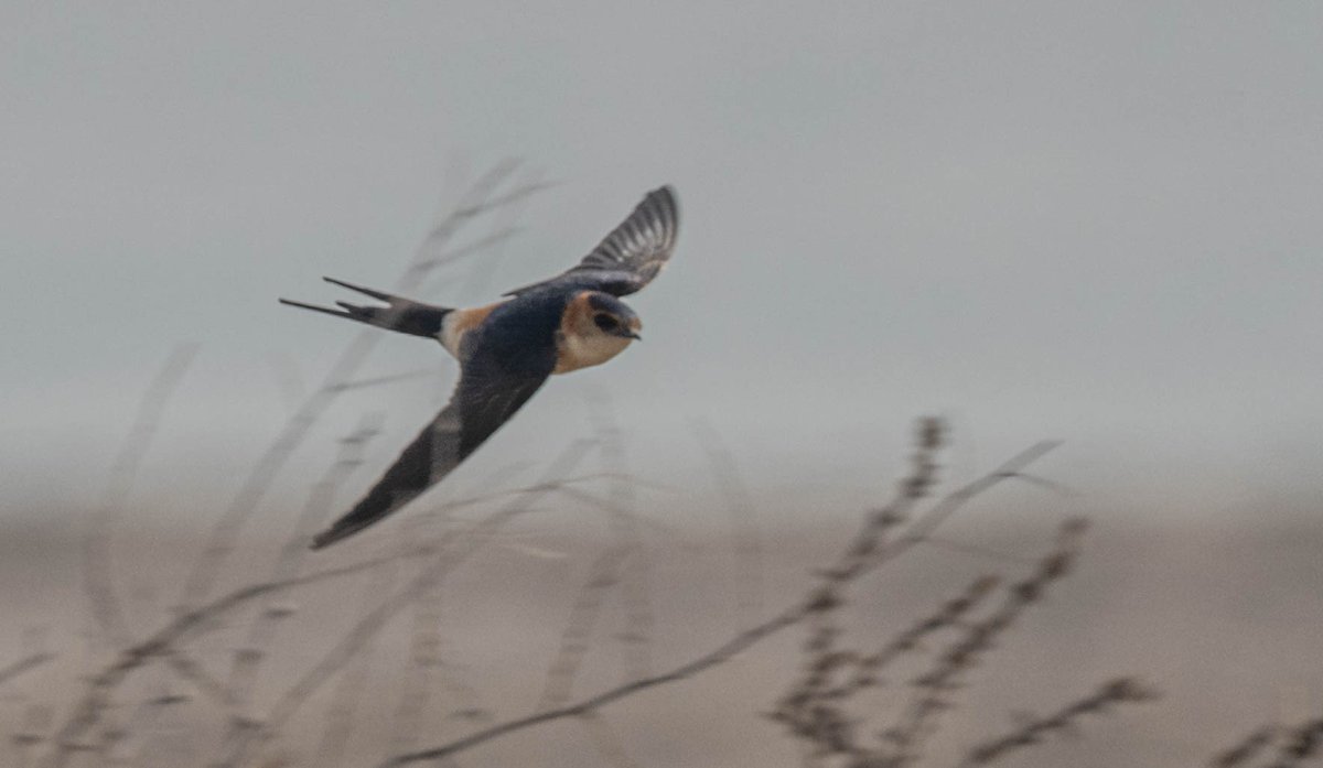 myp1mike's tweet photo. A lot of good birds around the coast at Puerto Rey today. Migrants constantly passing and stopping. https://t.co/GX8hDm99KP